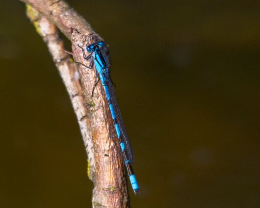 Damselfly-2013-1