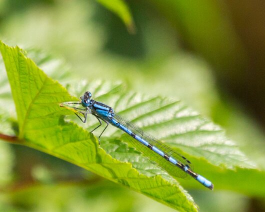 Damselfly-2013-2