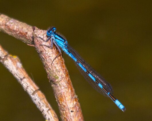 Damselfly-2013-3