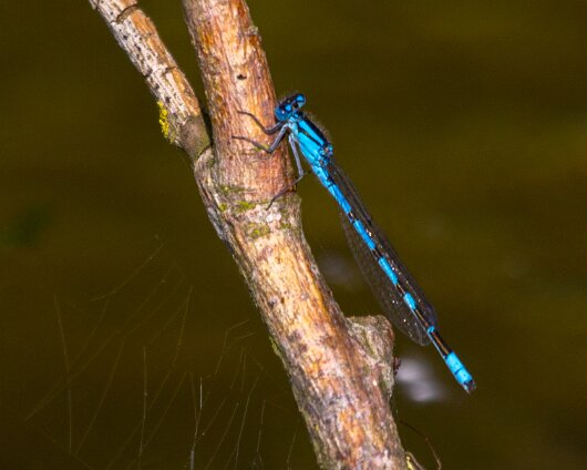 Damselfly-2013-4