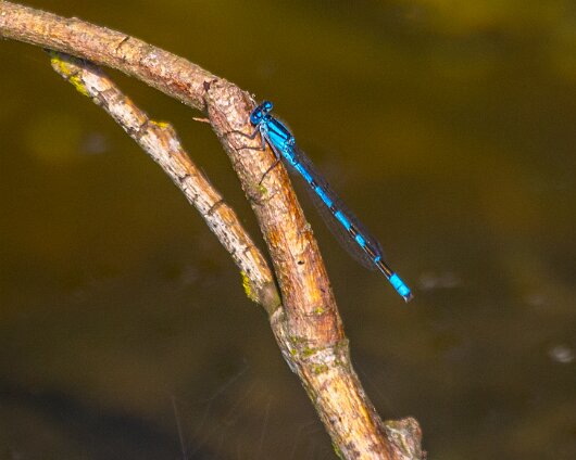 Damselfly-2013-5