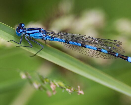 Damselfly-2014