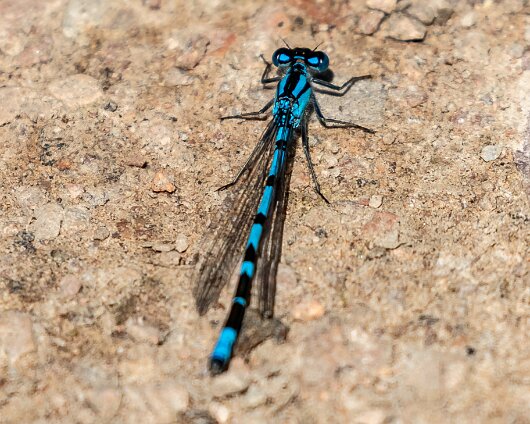 Damselfly-2019-10