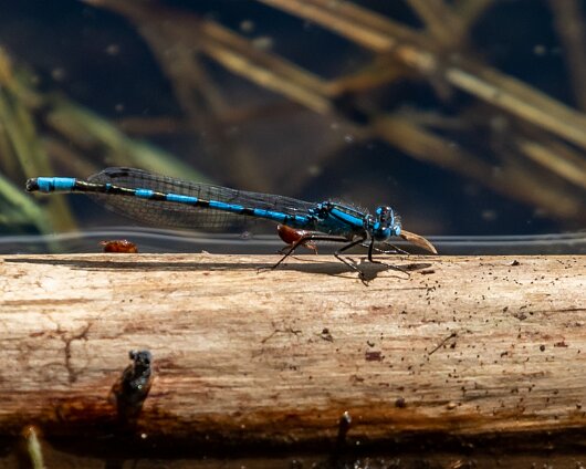 Damselfly-2019-5