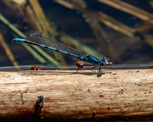 Damselfly-2019-6