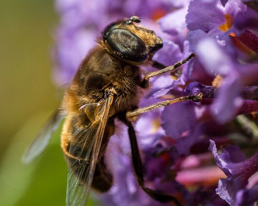 Honey-Bee-2013-2