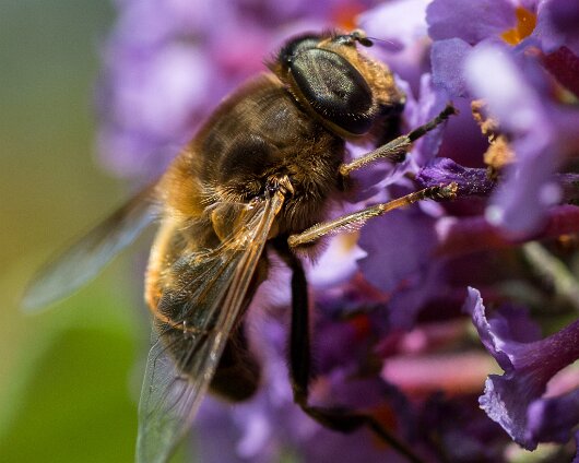 Honey-Bee-2013-3