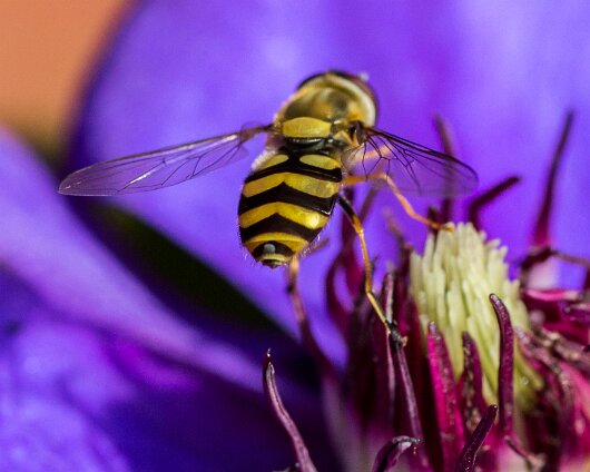 Honey-Bee-2013-4