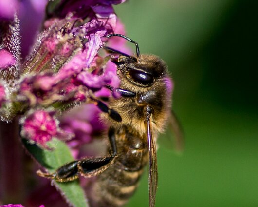 Honey-Bee-2016-2