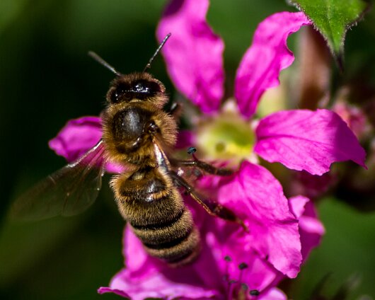 Honey-Bee-2016-5