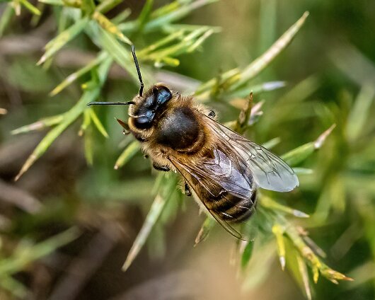 Honey-Bee-2022-1
