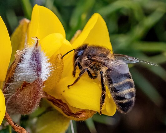 Honey-Bee-2022-2