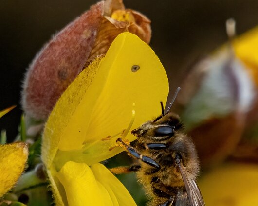 Honey-Bee-2022-4