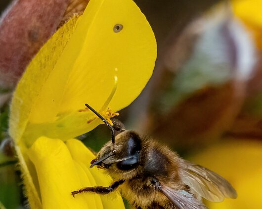 Honey-Bee-2022-5