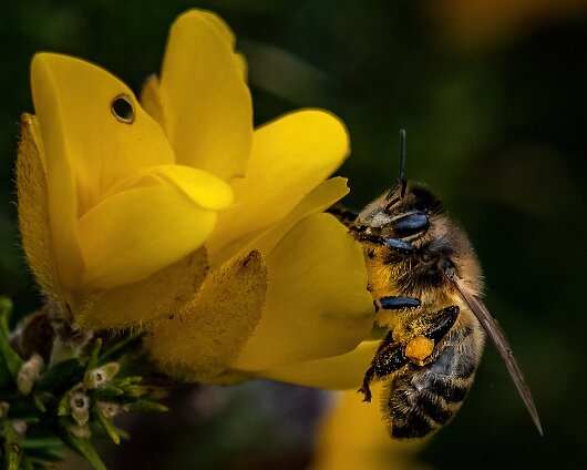 Honey-Bee-2022-6