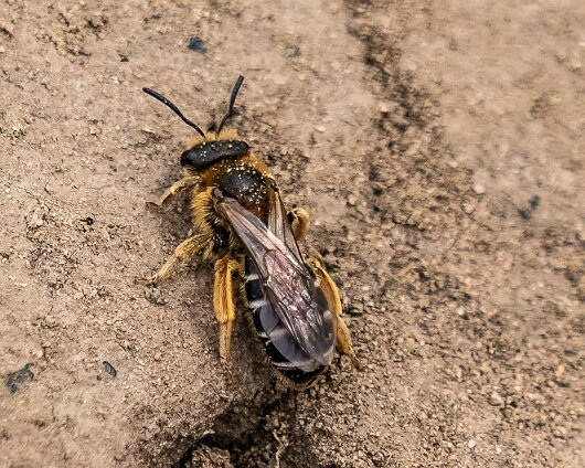 Honey-Bee-2023-1