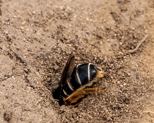 Honey-Bee-2023-2
