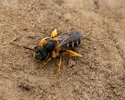 Honey-Bee-2023-4