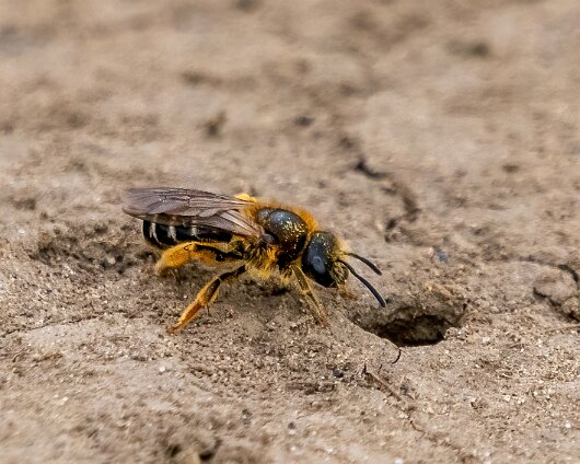 Honey-Bee-2023-5