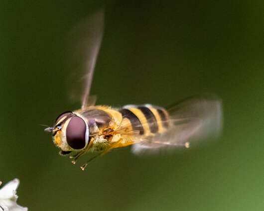 Hover-Fly-2023-1