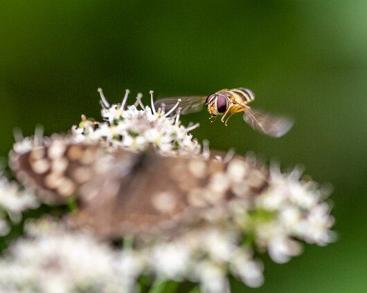 Hover-Fly-2023-2