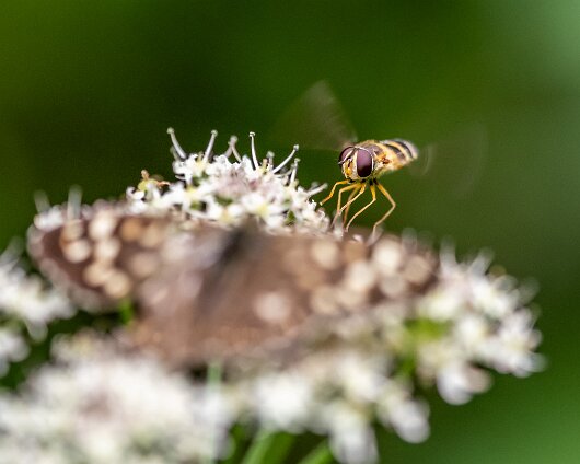 Hover-Fly-2023-3