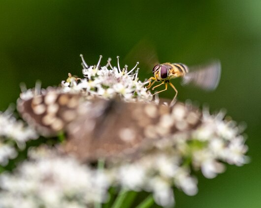 Hover-Fly-2023-4