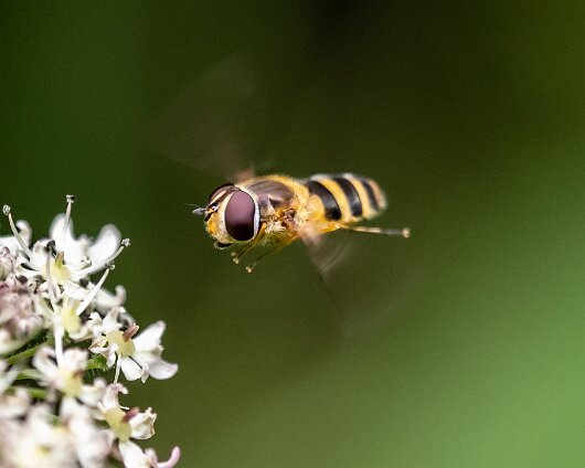 Hover-Fly-2023-6