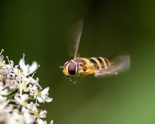 Hover-Fly-2023-7