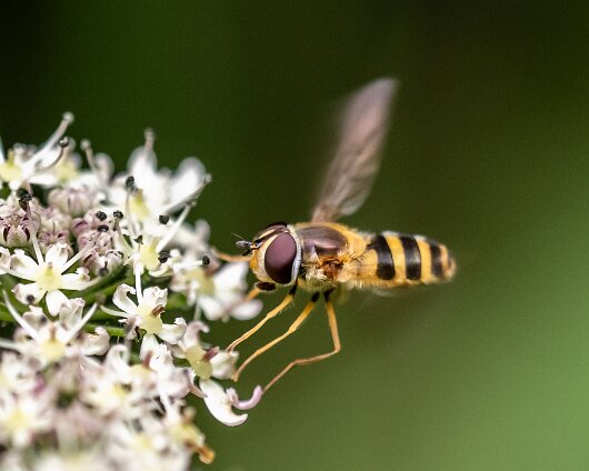 Hover-Fly-2023-8