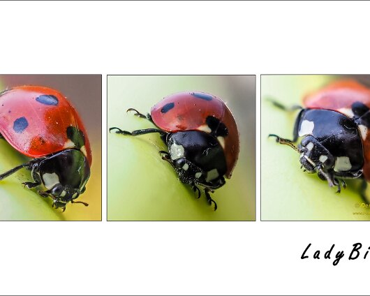 Ladybird-