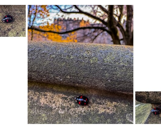 Ladybird-Harlequin