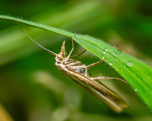 Moth-2026-1
