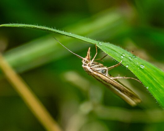 Moth-2026-2