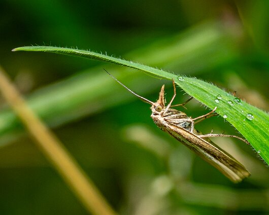 Moth-2026-3
