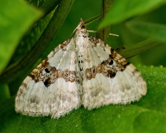 Moth-Silver-Ground-Carpet-1