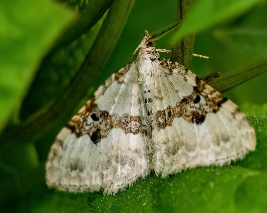Moth-Silver-Ground-Carpet-2