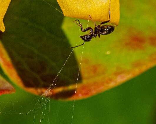 Ant-1