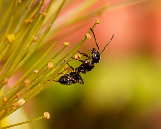 Ant-10