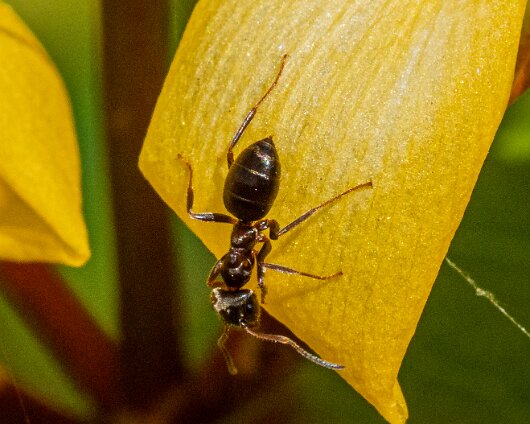 Ant-11