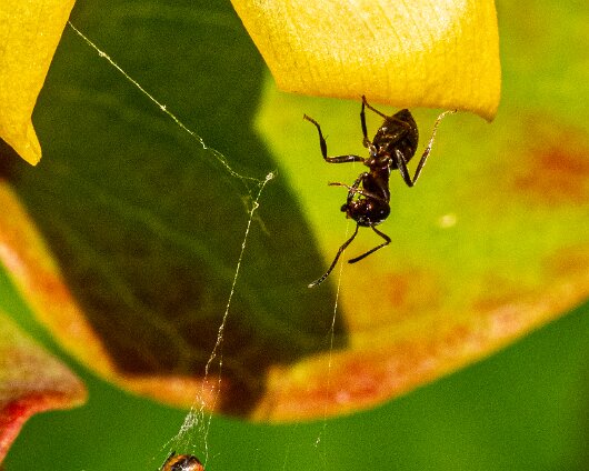 Ant-13