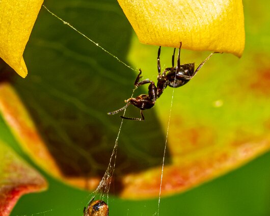 Ant-14