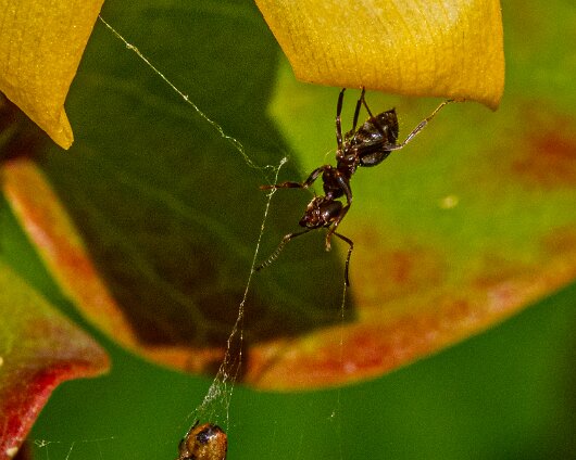 Ant-16