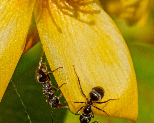 Ant-2