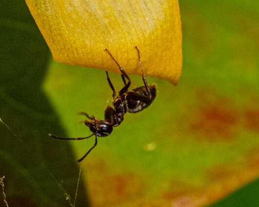 Ant-3