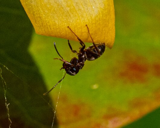 Ant-4