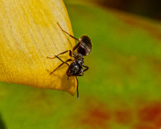 Ant-5