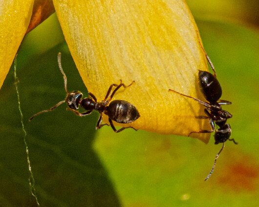 Ant-6