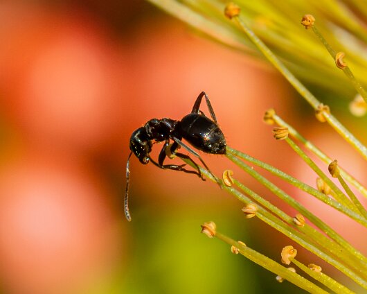Ant-8