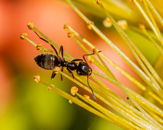 Ant-9